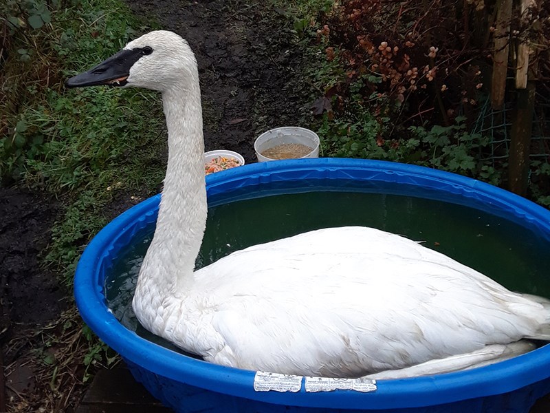 Powell River Orphaned Wildlife Society