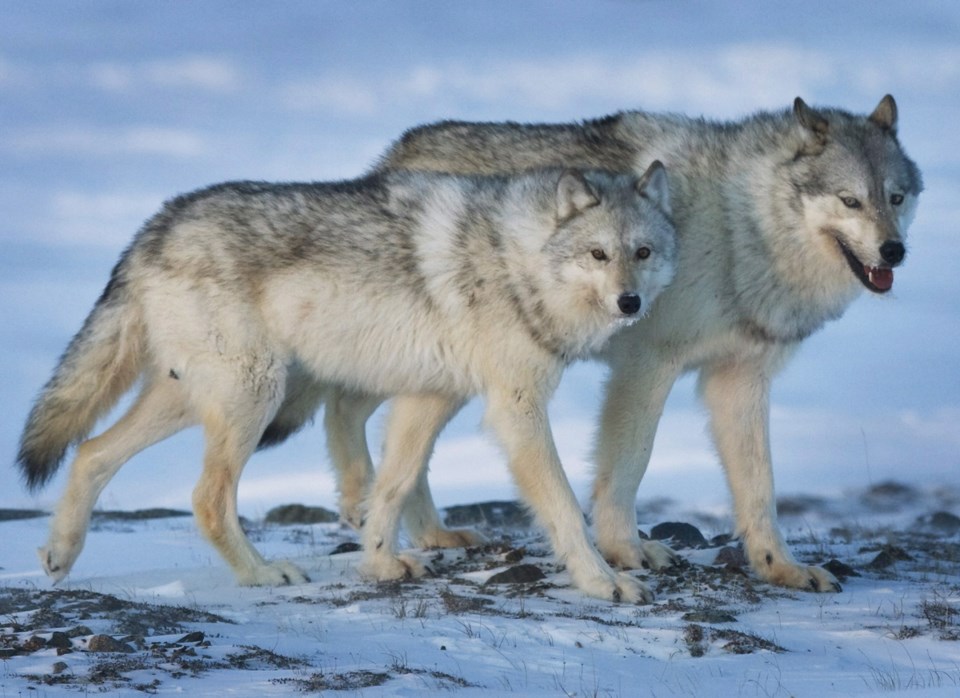 Caribou Wolf Cull 201903177.jpg
