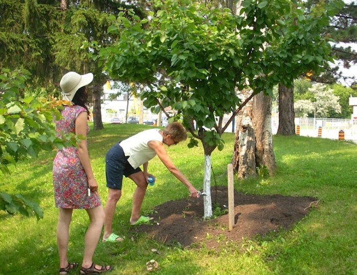 planting a tree