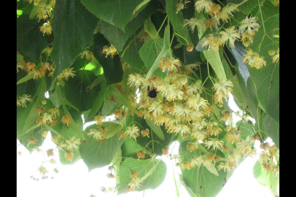 Linden leaves and blossoms in the summer. Photo: S. Eiche