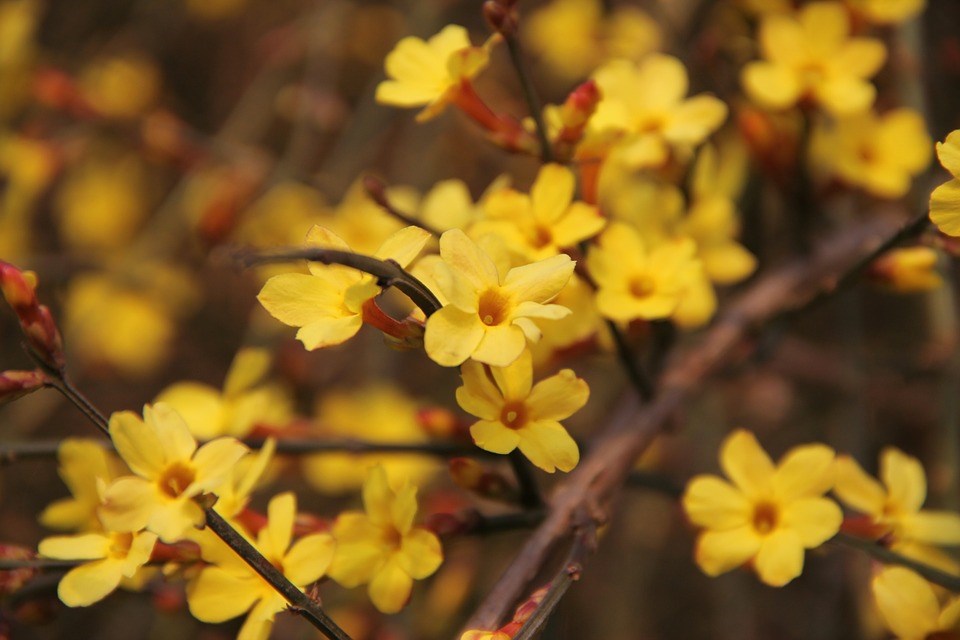 Yellow winter jasmine