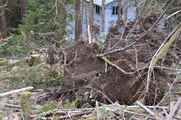 Sandy Hook Logging