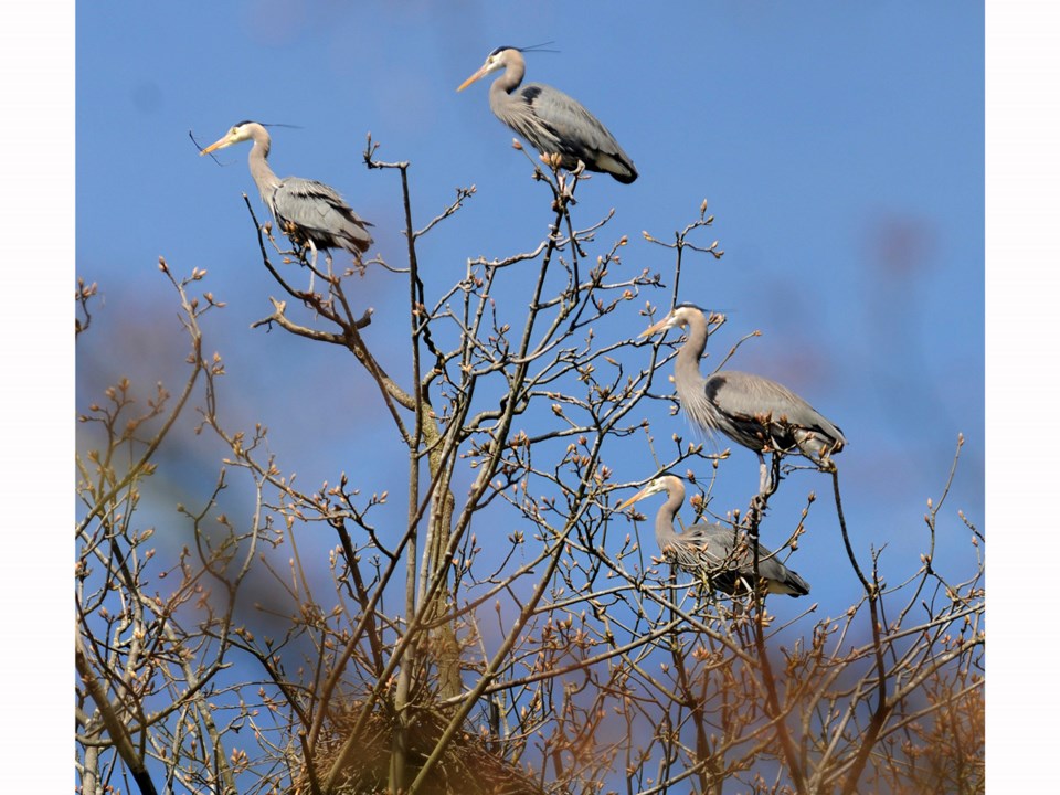 herons