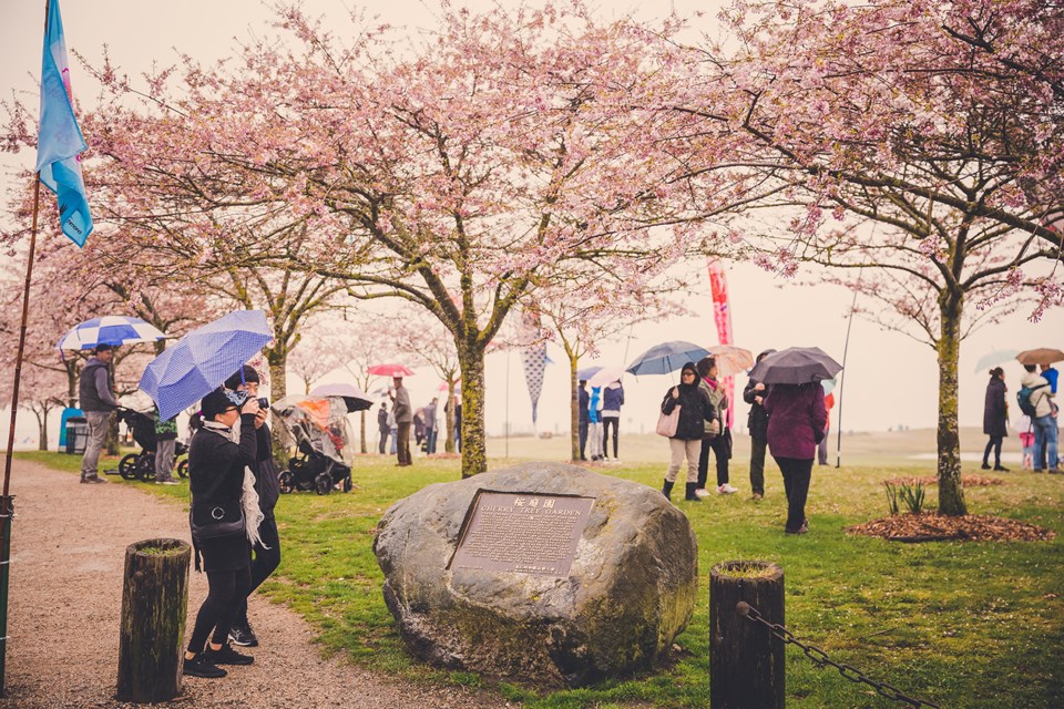 These cherry blossoms are a welcome sign of spring. Photo: City of Richmond