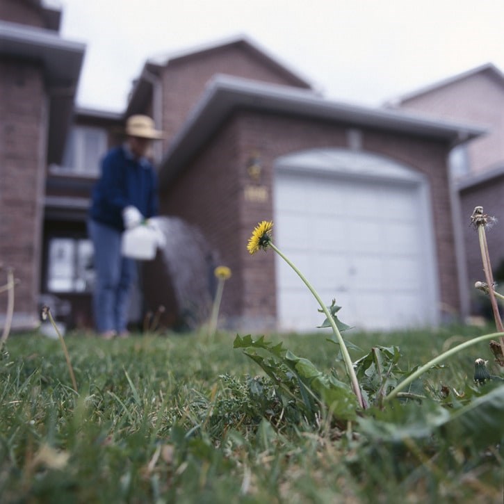 dandelion