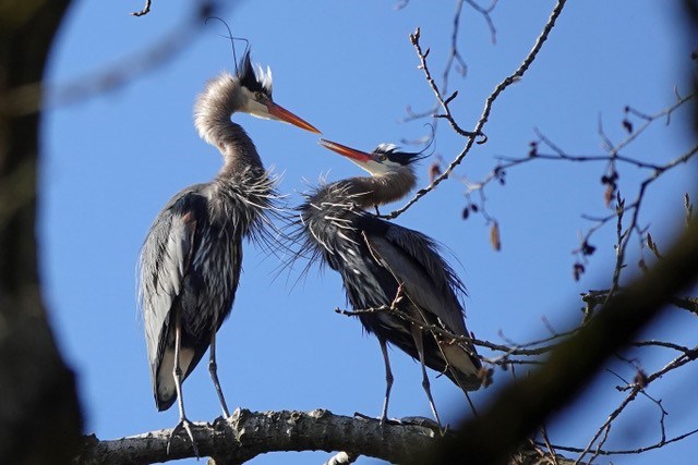 The herons have returned to Deer Lake in Burnaby. GLEN GOVIER PHOTO