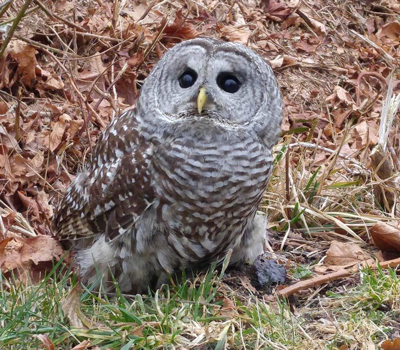 Powell River Orphaned Wildlife Society