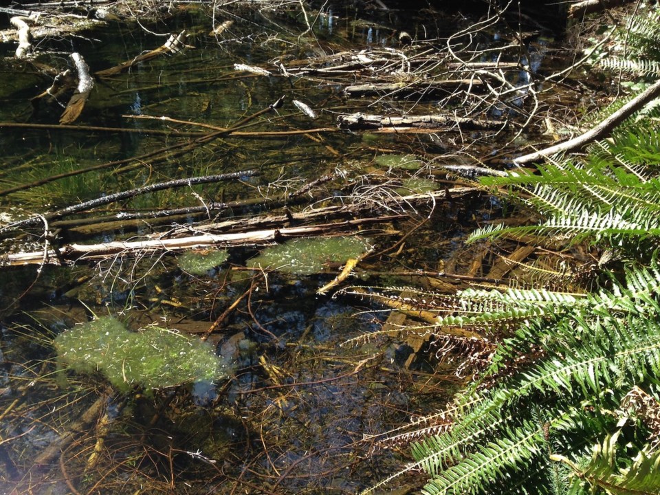 Red-legged frog egg masses in April 2018.