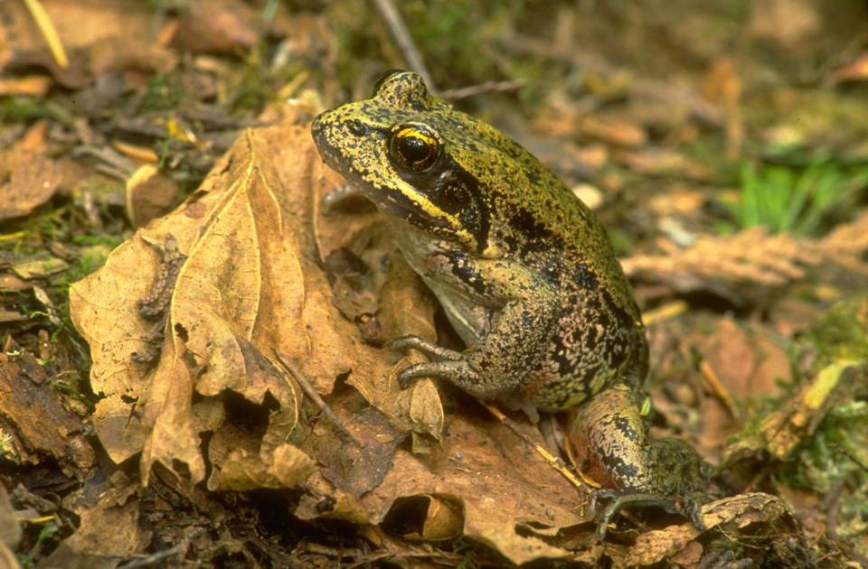 The red-legged frog lays its eggs in late winter or early spring.