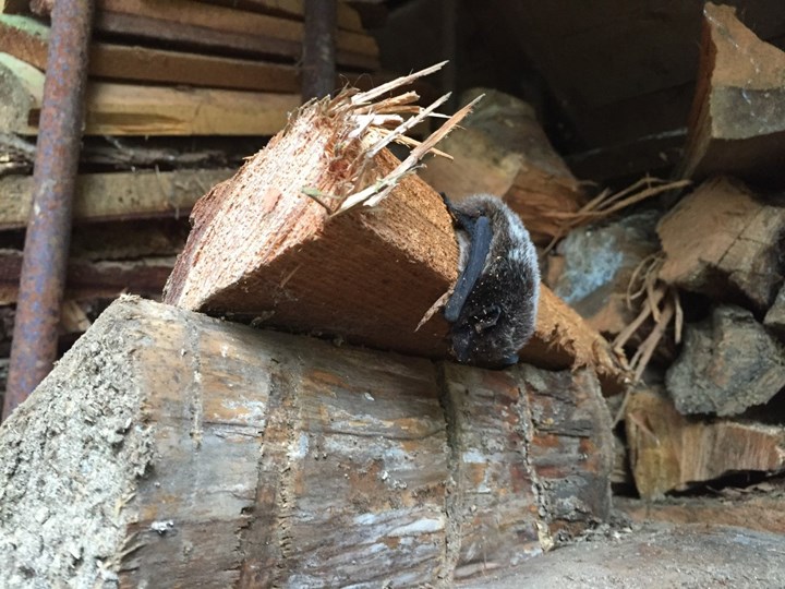 burnaby bat