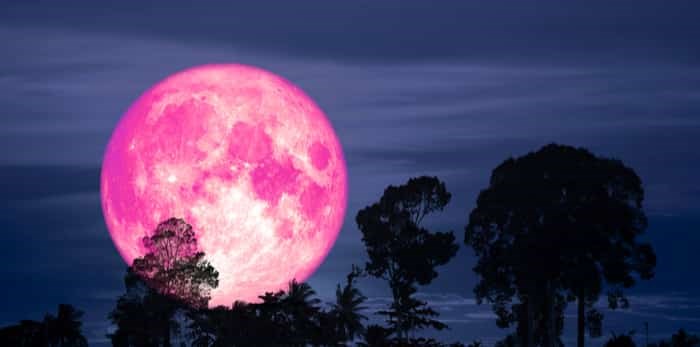 Pink moon with silhouette of a tree on night sky / Shutterstock