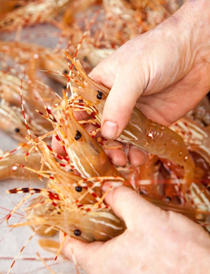 Spot prawns