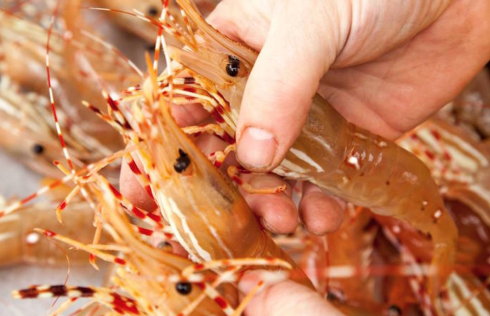 The Spot Prawn Festival