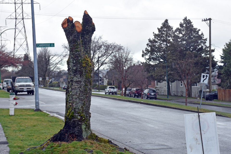 cherry trees cut down