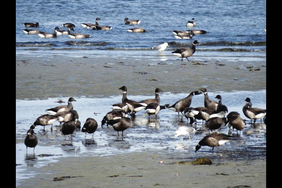 The beaches, marshes and estuaries in Parksville and Qualicum Beach are a convenient midway point between wintering areas and nesting grounds for thousands of Brant geese.