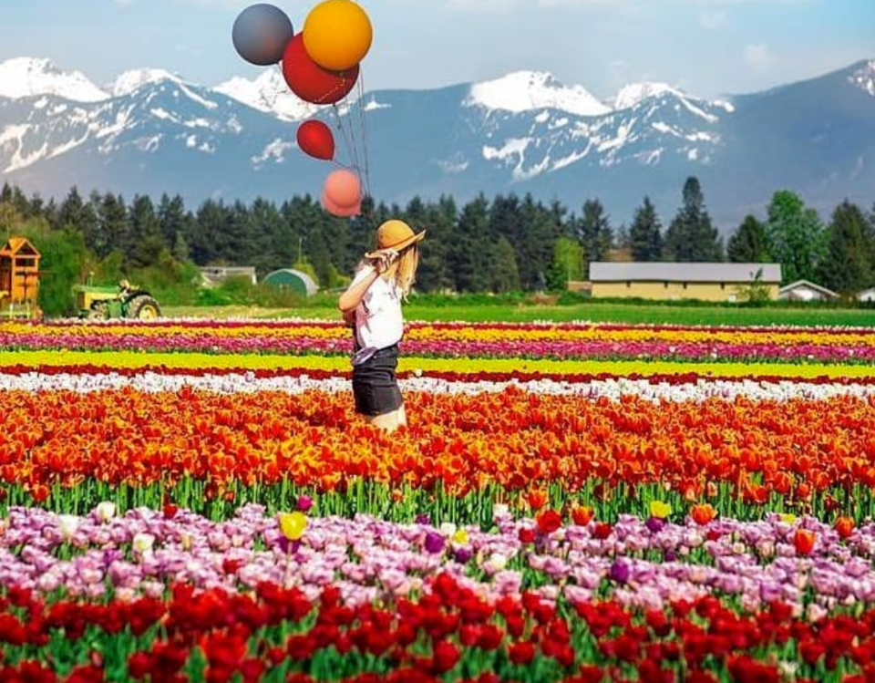 Chilliwack Tulip Festival