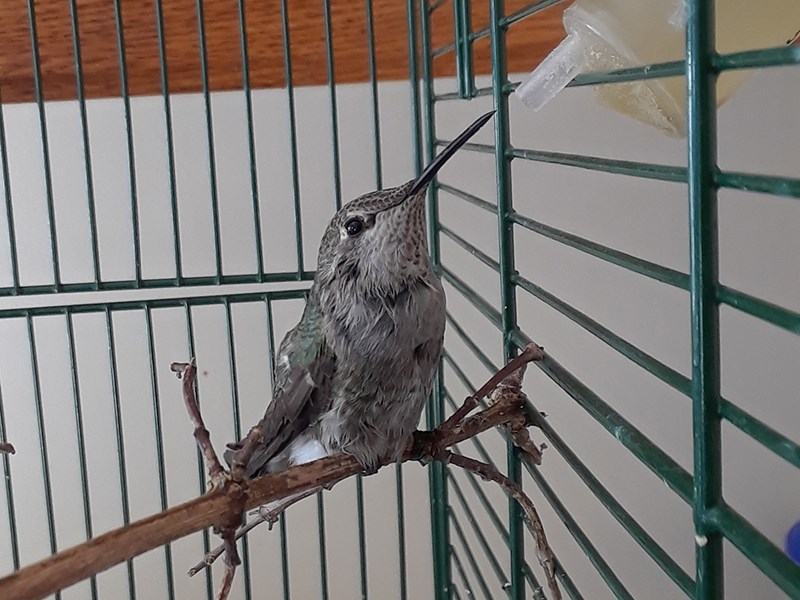 Powell River Orphaned Wildlife Society
