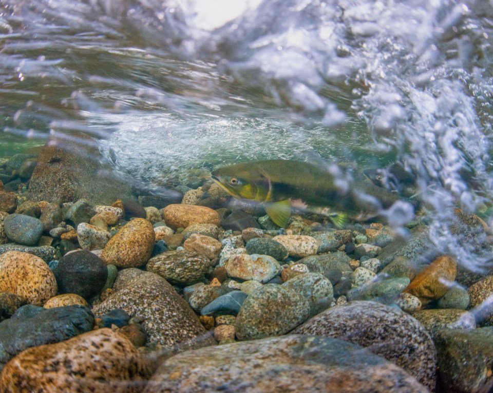 Urban Salmon Project