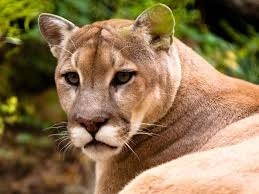 cougar-sighting.02_412019.jpg