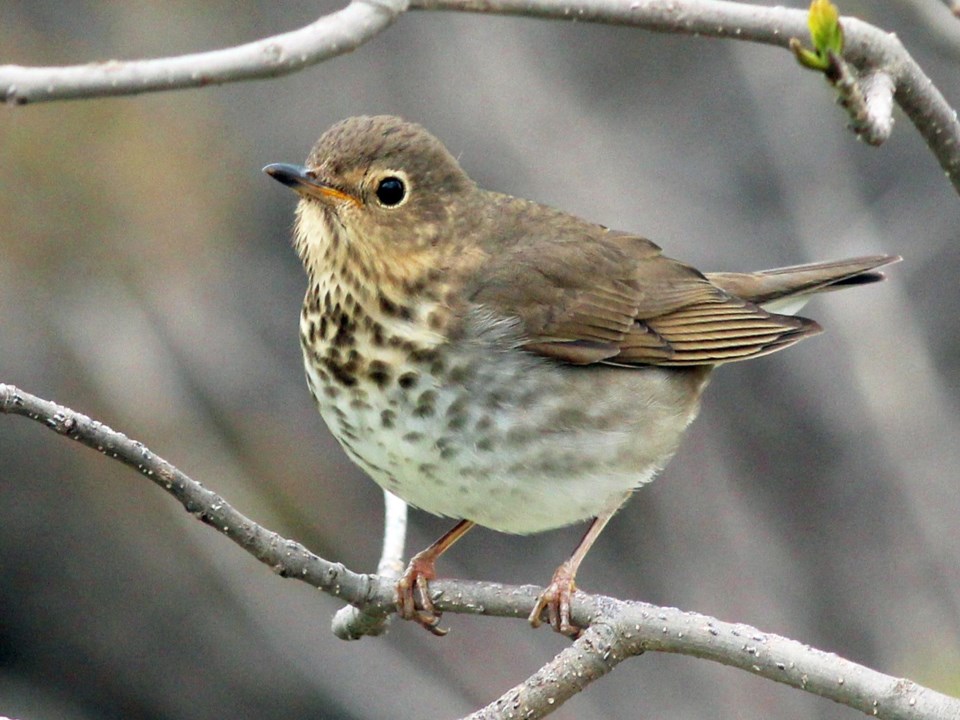 Swainson's Thrush