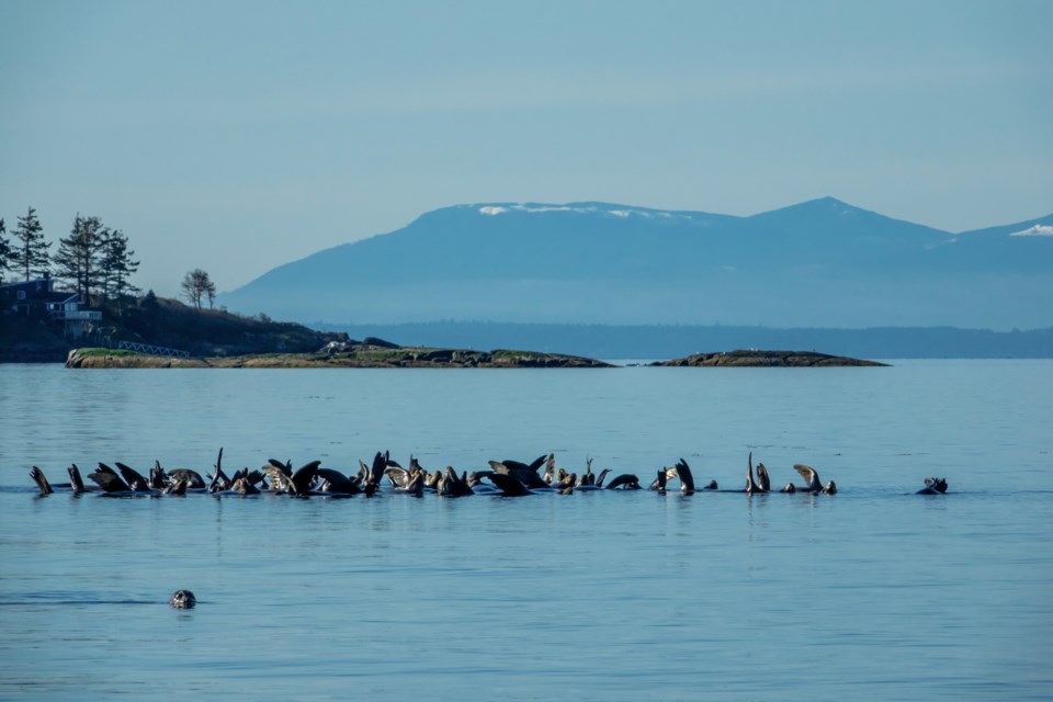 sea lions
