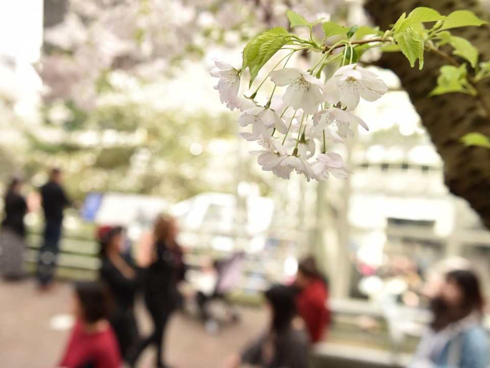 The Vancouver Cherry Blossom Festival runs April 4 to 28 with events scheduled across the city. Phot