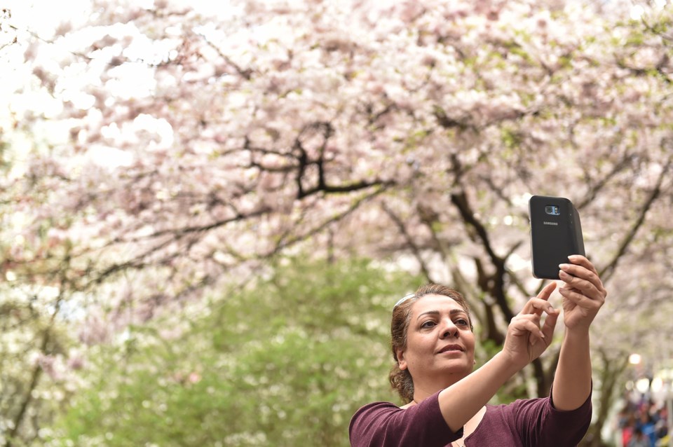 Cherry blossom season is also selfie season in Vancouver. Photo Dan Toulgoet.