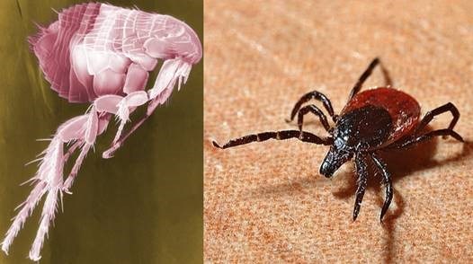 fleas vs ticks
