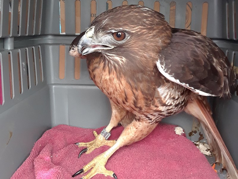 Red tailed hawk