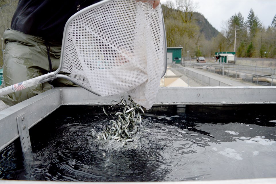 Chum fry go into the tank for the drive to the channel, where they will be set free.