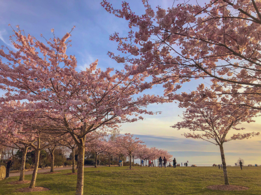 Cherry blossoms Garry Point Park