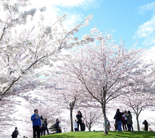 People admire the cherry blossoms in Garry Point Park. Photo: Instagram/@valokuvata