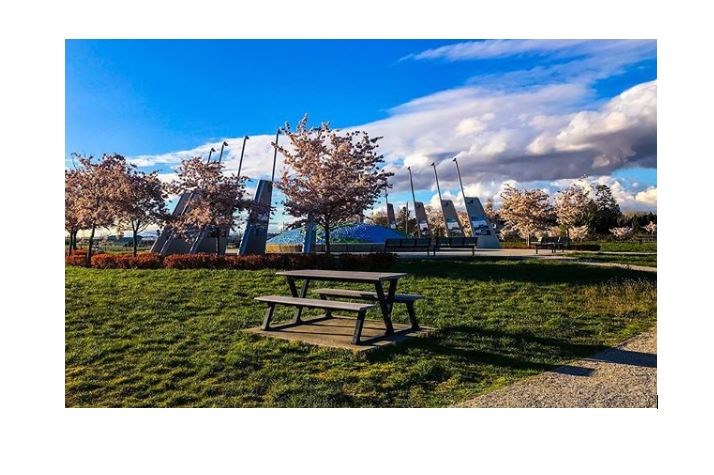 Uncertain weather didn’t deter Richmond crowds from gathering at the annual Cherry Blossom Festival in Garry Point Park this weekend. Photo: treeboi/Instagram