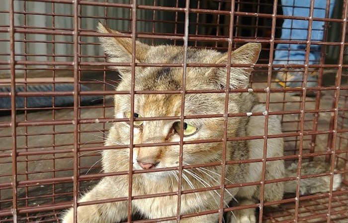 A cat has arrived at the North Cariboo District SPCA after being stuck in a shipping container for