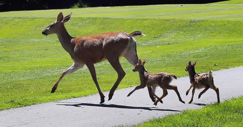 Deer at Uplands Golf Course