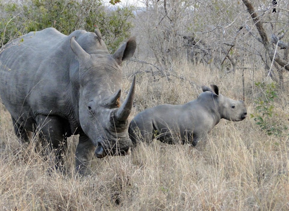 a10-rhinos.jpg