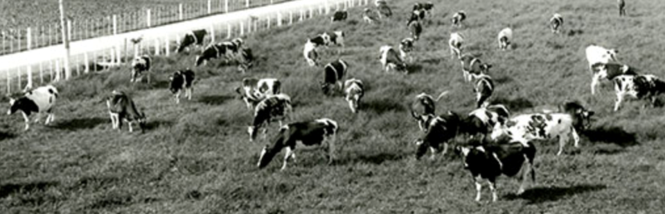 Holstein herd