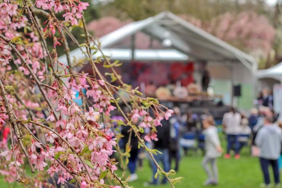 Immerse yourself in Japanese culture, live performances and plenty to eat, see and do April 13 and 1