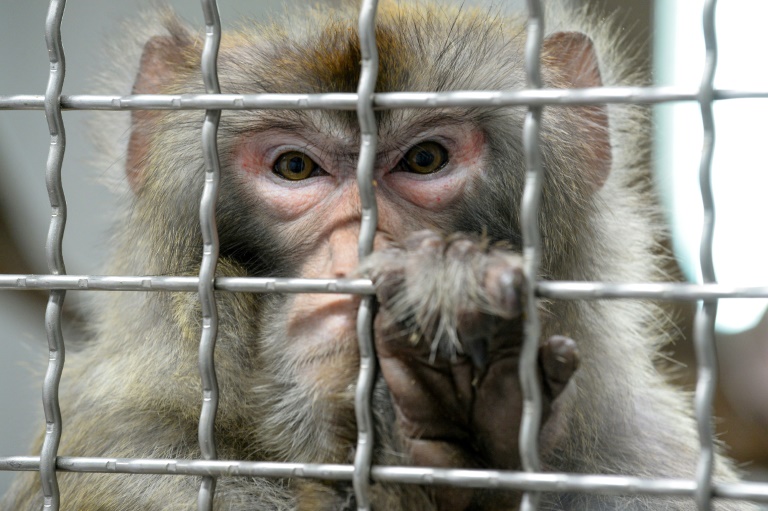 China Is Genetically Engineering Monkeys With Brain Disorders