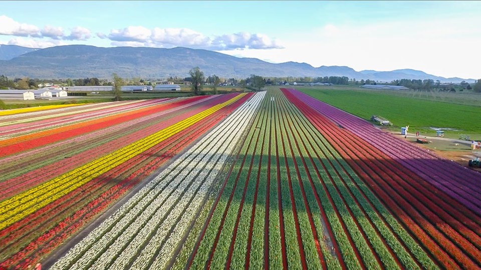 tulips