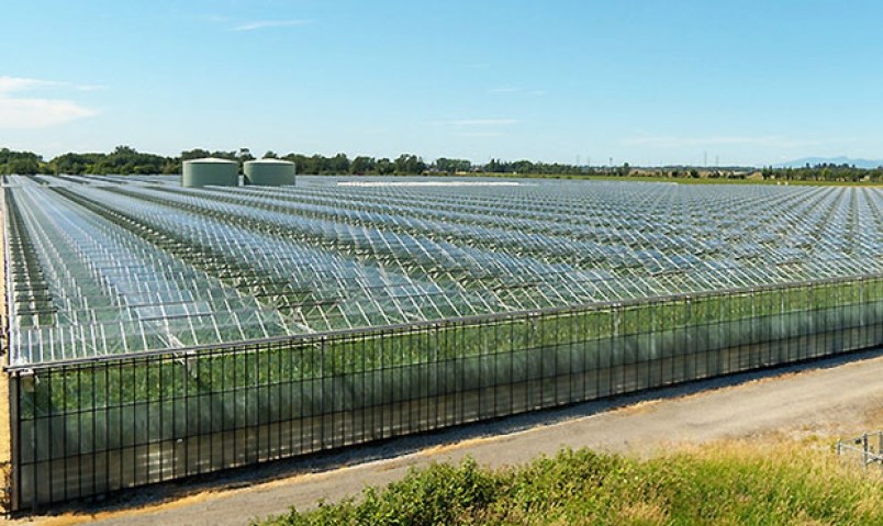 Greenhouse