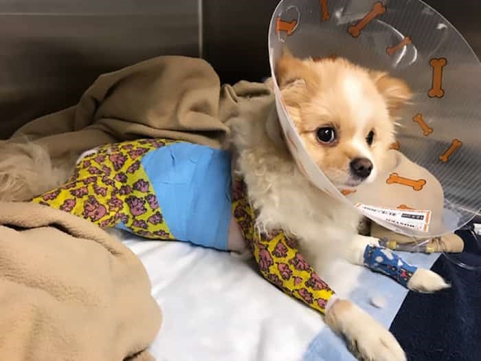 Kiki, an eight-month-old Pomeranian, has severe injuries that include a horrible skin infection that