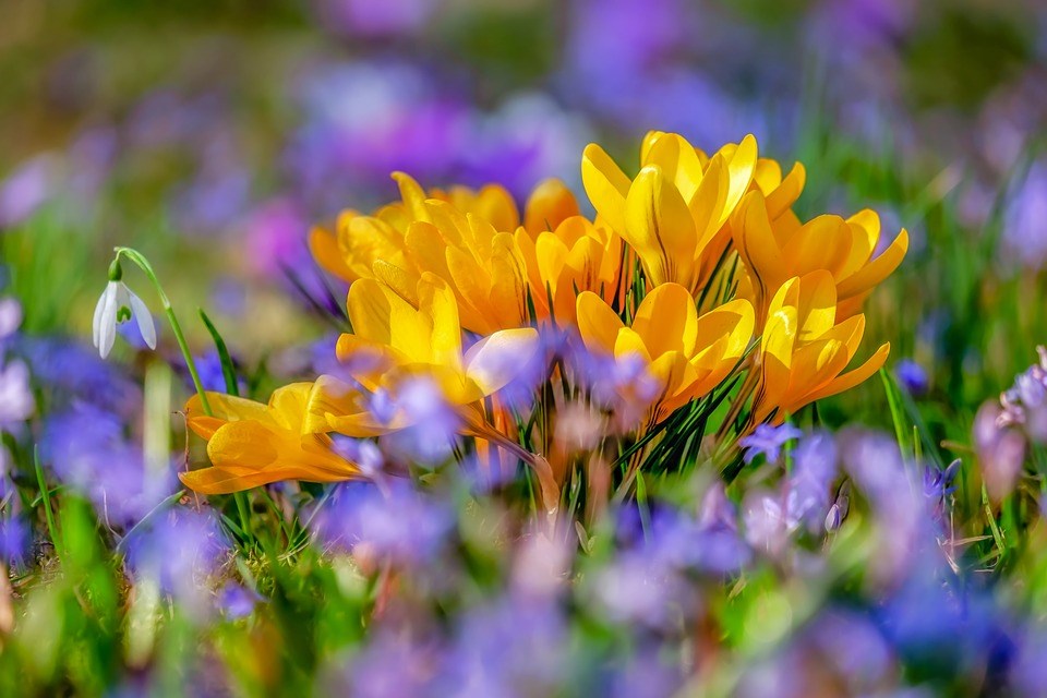 flowers