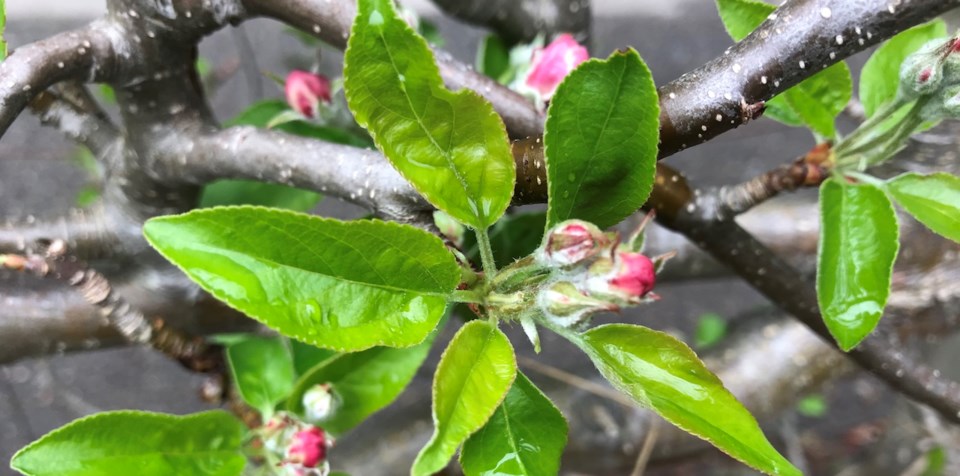 Apple Blossoms