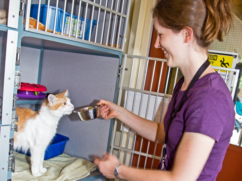 Coquitlam Animal shelter