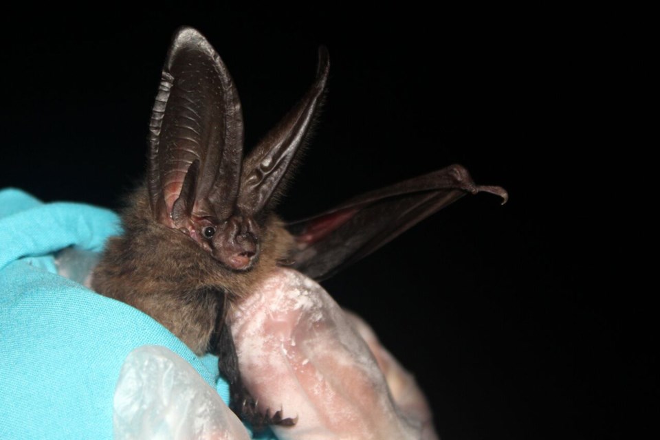 Going batty in Squamish_2