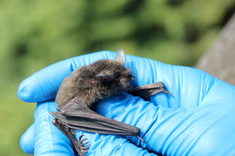 Going batty in Squamish_3