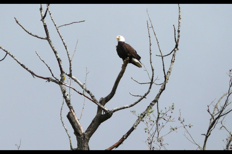 A Burnaby Lake eagle sits perched in the nest tree the day after the nest blew down. John Preissl photo