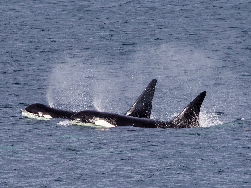 Group of transient whales off Powell River