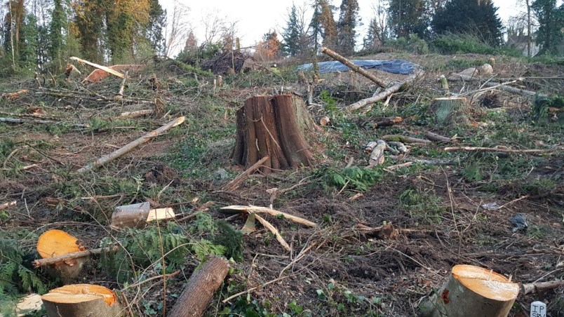 deer lake trees